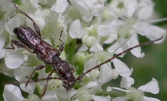 Molorchus bimaculatus