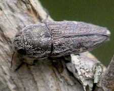 Paratyndaris species