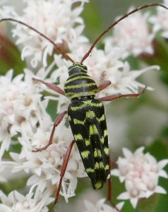 Placosternus difficilis