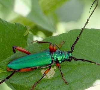 Plinthocoelium suaveolens female