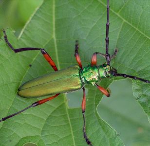 Plinthocoelium suaveolens male