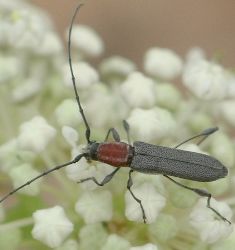 Rhopalophora species