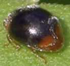 Scymnus species