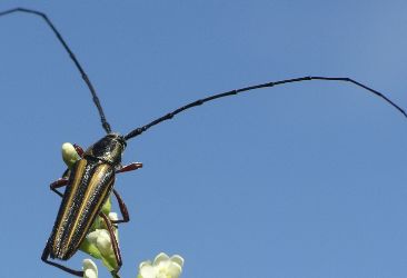 Sphaenothecus bivittata male seeking female