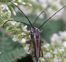 Sphaenothecus bivittata mating