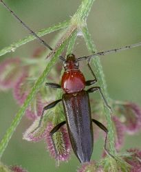 Stenosphenus dolosus