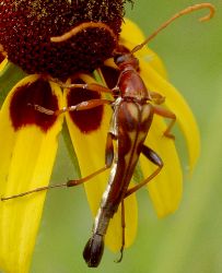 Strangalia virilis male