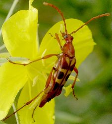 Strangalia virilis female