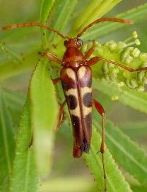 Strangalia virilis female