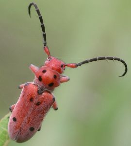 Tetraopes texana