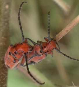 Tetraopes species mating