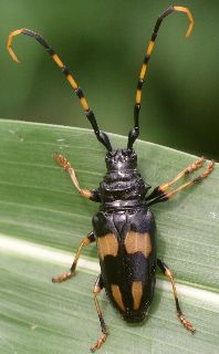 Trachyderes mandibularis female