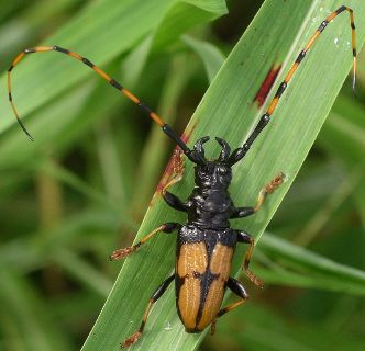 Trachyderes mandibularis male