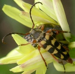 Typocerus sinuatus