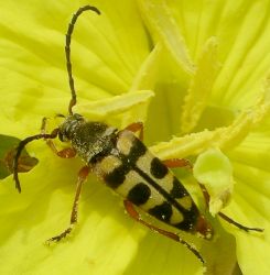 Typocerus sinuatus