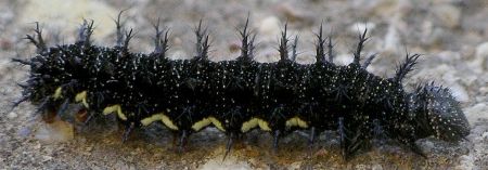 red admiral larva wandering