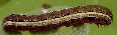 armyworm on cowpen daisy