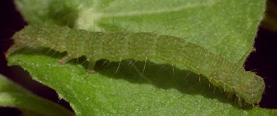 bagisara larva on Turk's cap