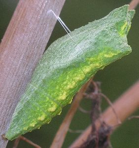 black swallowtail pupa