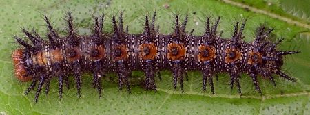 bordered patch larva on sunflower