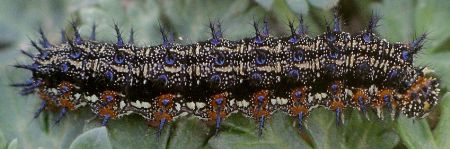 buckeye larva on winecup