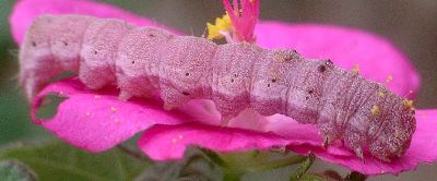 tobacco budworm on rose mallow
