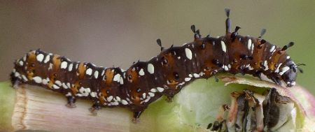 cerathosia larva on rain-lily