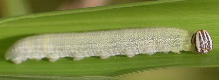 clouded skipper larva on johnsongrass