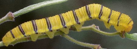 cloudless sulphur larva on Lindheimer's senna