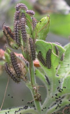 crescent larvae and droppings