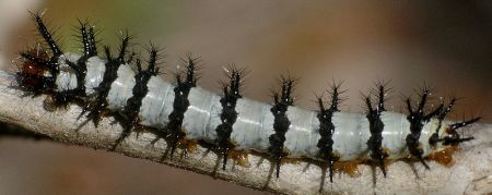 crimson patch larva on flame acanthus