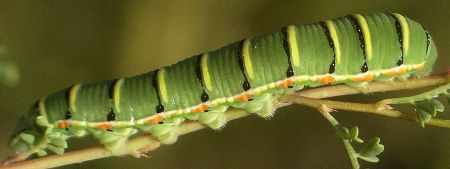 southern dogface larva on dalea