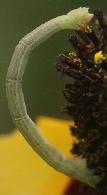 blackberry looper on brown-eyed Susan