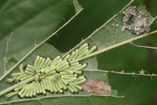 tawny emperor larvae, eggs, and leaf damage