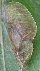 tawny emperor pupa