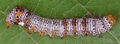 eight-spotted forester larva on mustang grape