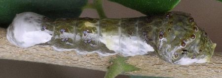 giant swallowtail larva on amyris