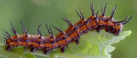 gulf fritillary larva on passionflower