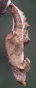 gulf fritillary pupa