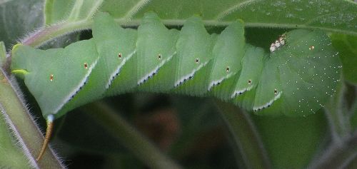 tobacco hornworm on jimsonweed