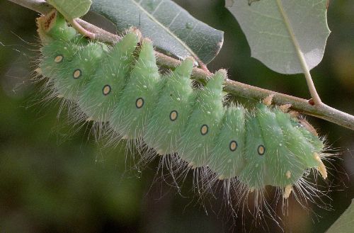 imperial caterpillar on live oak