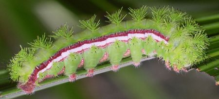 io moth larva