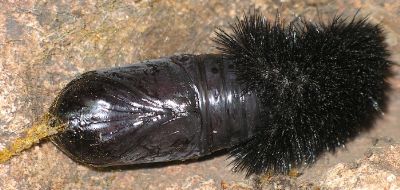 leopard moth pupa