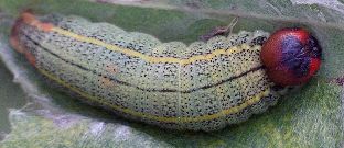 long-tailed skipper larvae on false indigo