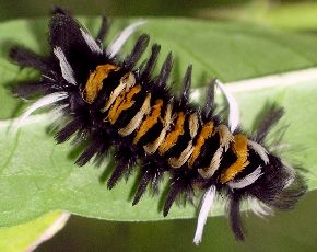 milkweed tussock caterpillar on milkweed