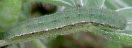 orange sulphur larva on bluebonnet