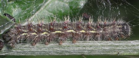 painted lady larva on thistle