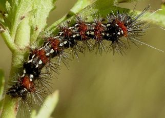 pareuchaetes larva on mistflower