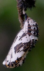 bordered patch pupa