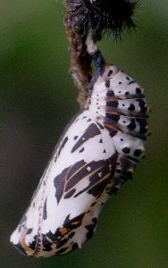 bordered patch pupa